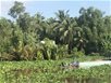 Vùng ngọt hóa thời chưa ngăn đập Vùng ngọt hóa thời chưa ngăn đập
