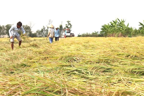 Nông dân sản xuất lúa không có lợi nhuận do giá lúa giảm mạnh, còn vật tư tăng cao. Trong ảnh là nông dân thu hoạch lúa. Ảnh: Trung Chánh