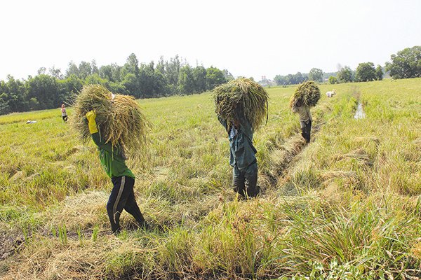 Chúng ta đã ưu tiên “quá lâu” cho cây lúa. Ảnh: Thành Hoa