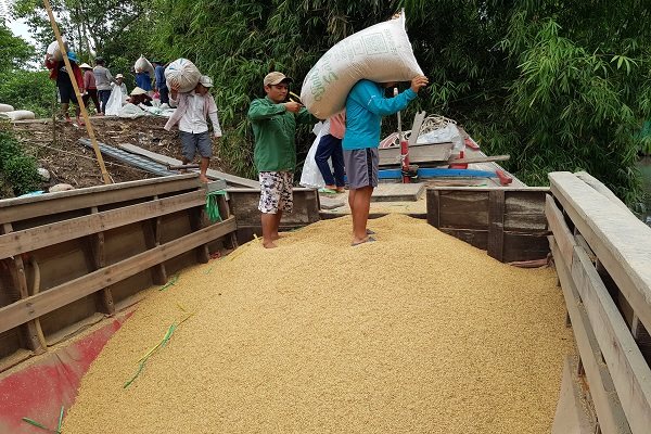 Xuất khẩu gạo sang Trung Quốc giảm mạnh do quốc gia này thay đổi chính sách nhập khẩu. Trong ảnh là nông dân Tiền Giang chuyển lúa xuống ghe đi tiêu thụ. Ảnh: Trung Chánh