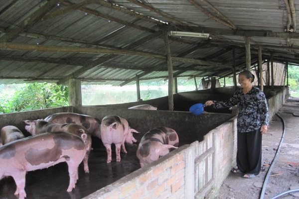 Nông dân chăn nuôi được hỗ trợ 30.000 đồng/kg khi có heo bị tiêu hủy do dịch tả châu Phi. Ảnh: Trung Chánh