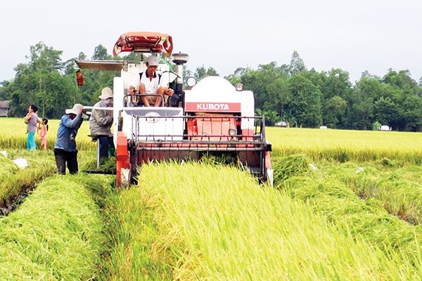 Giảm diện tích lúa trong chiến lược phát triển ĐBSCL theo các chuyên gia là cần thiết. Ảnh: Trung Chánh