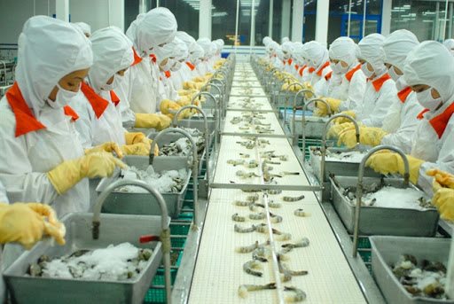 Sau khi EVFTA chính thức có hiệu lực, kim ngạch xuất khẩu tôm Việt Nam vào thị trường EU ghi nhận mức tăng trưởng hai con số. Ảnh minh họa: TTXVN