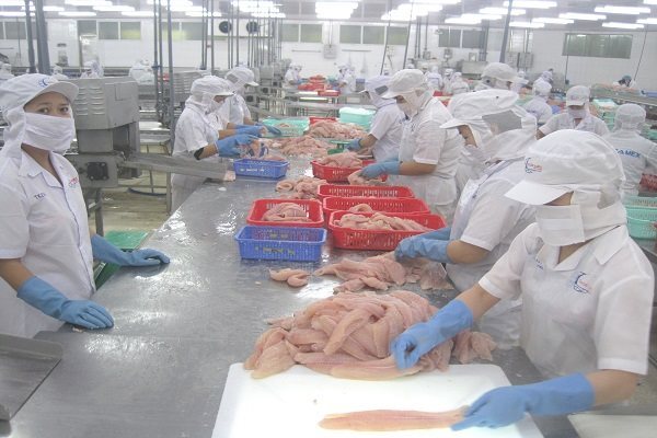  Tại một nhà máy chế biến cá da trơn xuất khẩu của Việt Nam, mặt hàng mới được quay lại thị trường xuất khầu vào Campuchia, sau hơn 1 tháng bị ngưng lại. Ảnh:Trung Chánh