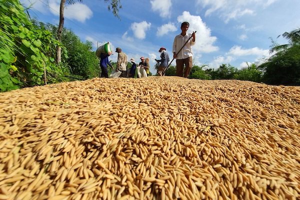 Nhiều doanh nghiệp bán nông sản sang Trung Quốc nhưng chưa hiểu rõ thị trường này. Vận chuyển lúa đi tiêu thụ. Ảnh: Trung Chánh