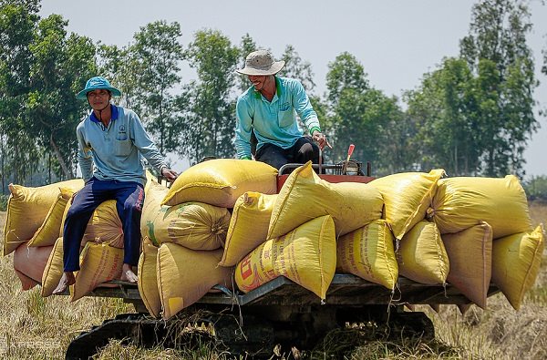 Nông dân thu hoạch lúa đông xuân tại tỉnh Sóc Trăng. Ảnh: Nguyệt Nhi