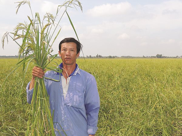 Lúa mùa nổi chuẩn bị thu hoạch tại làng Vĩnh Lợi, xã Vĩnh Phước, huyện Tri Tôn, An Giang. Ảnh: Huỳnh Ngọc Đức