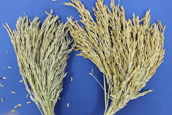 Giống lúa màu SR20 được lai tạo từ nguồn gen lúa màu cổ truyền trong nước và một dòng lúa đen thu thập ở nước ngoài. Ảnh: Nam Bình.