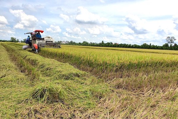 Nông dân ĐBSCL thu hoạch lúa. Ảnh: Trung Chánh