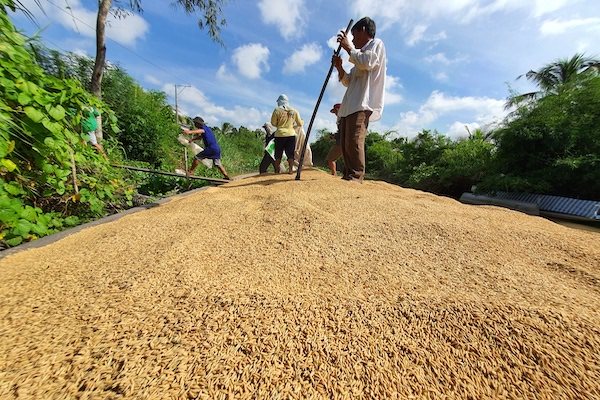 Thị trường lúa gạo Việt Nam gặp khó khi Philippines giảm nhập khẩu. Ảnh: Trung Chánh