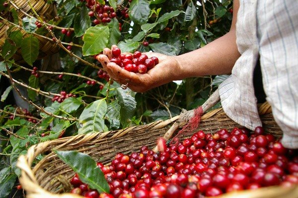 290b7 harvesting coffee
