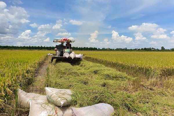 Tiêu thụ lúa gạo cho ĐBSCL, vấn đề có phải mua tạm trữ? Trong ảnh là nông dân ĐBSCL thu hoạch lúa. Ảnh: Trung Chánh