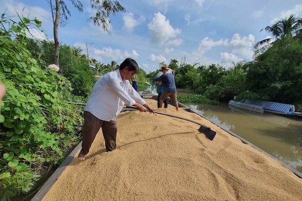 VFA đề nghị các địa phương ĐBSCL hỗ trợ doanh nghiệp tiêu thụ lúa cho nông dân. Ảnh: Trung Chánh