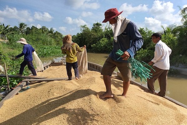 Giá lúa giảm do đứt gãy chuỗi cung ứng. Ảnh: Trung Chánh