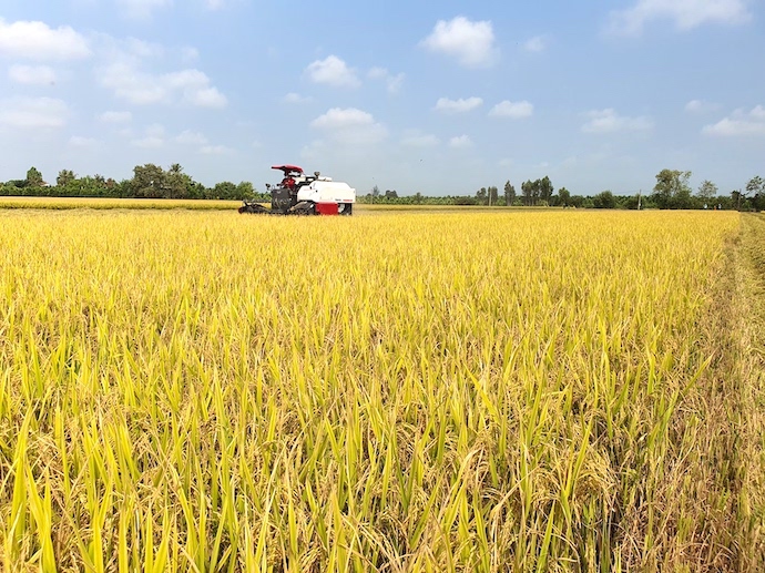 Giá gạo xuất khẩu Việt Nam được nới rộng khoảng cách so với các đối thủ cạnh tranh. Ảnh: Trung Chánh