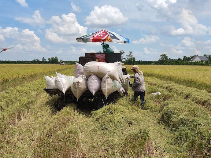 Hai tháng cuối năm, vùng ĐBSCL còn dư gần 2,5 triệu tấn lúa hàng hoá có thể chế biến xuất khẩu. Ảnh: Trung Chánh