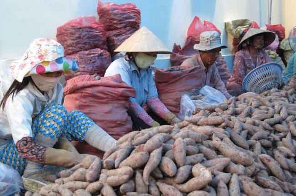 Khoai lang Việt Nam được xuất khẩu chính ngạch sang thị trường Trung Quốc. Ảnh: Trung Chánh