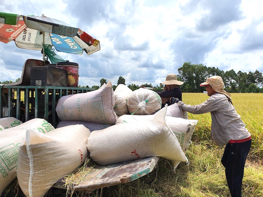 Doanh nghiệp đẩy mạnh trả đơn hàng “kéo” xuất khẩu gạo tăng mạnh. Ảnh: Trung Chánh