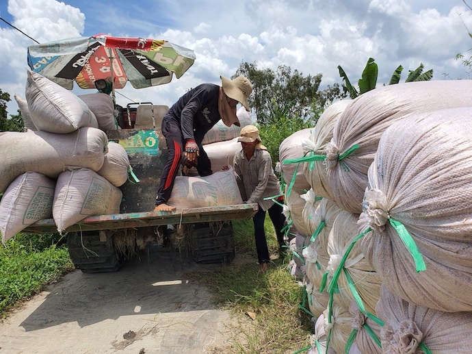 Việt Nam hạ giá chào xuất khẩu gạo sau khi thị trường nhập khẩu số 1 hạn chế mua. Ảnh minh họa: Trung Chánh