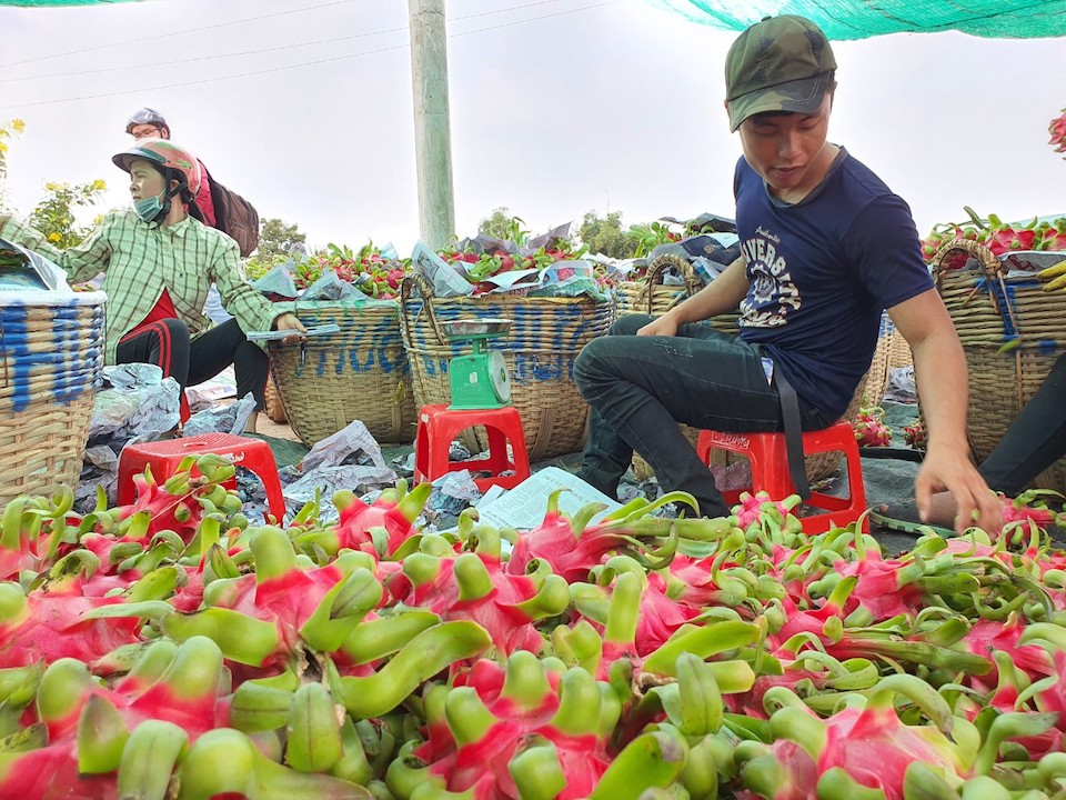 Xuất khẩu rau quả Việt Nam sẽ gặp khó do Trung Quốc dừng cảng biển 6 tuần?. Ảnh: Trung Chánh