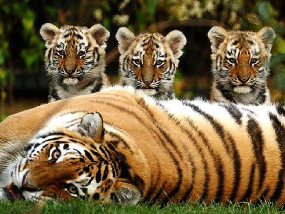 13 sự thật thú vị về loài hổ trong năm Nhâm Dần
