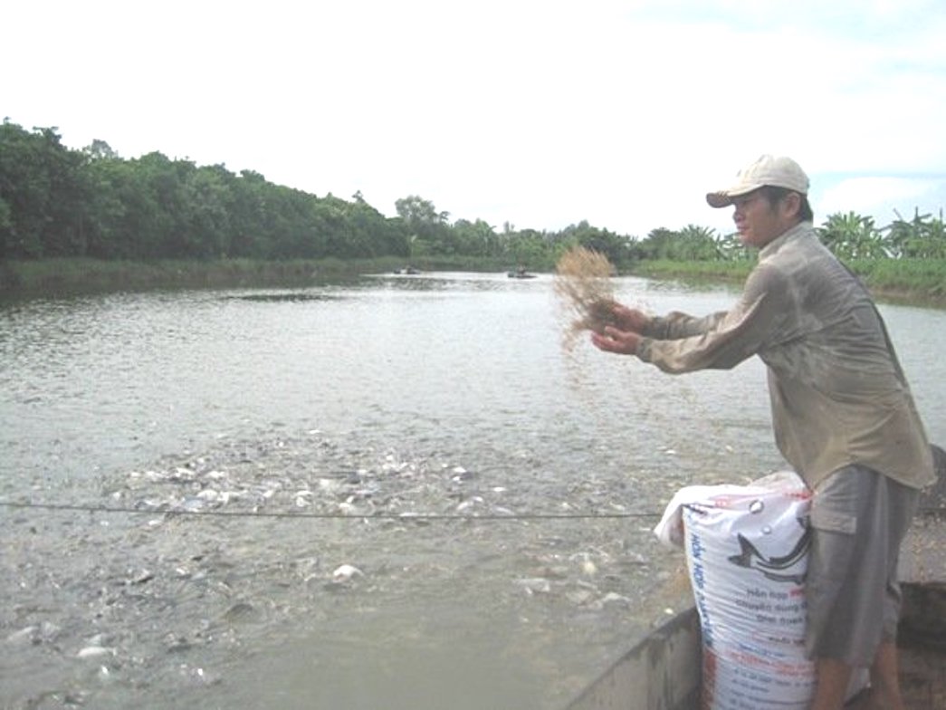 Cá tra xuất khẩu giá cao lịch sử, trong nước lên 30.000 đồng/kg. Ảnh: Trung Chánh