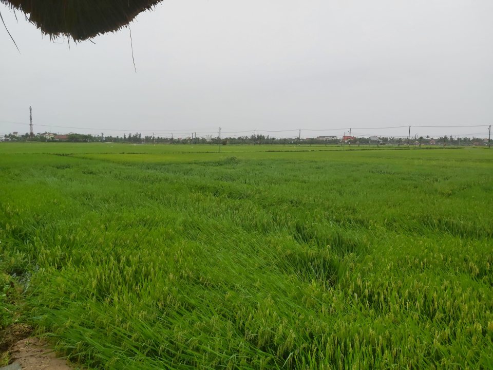 Mô phỏng cánh đồng lúa chín một hình ảnh may mắn | Học Phong Thủy - Kiến  Thức Phong Thủy - Phong Thủy Học