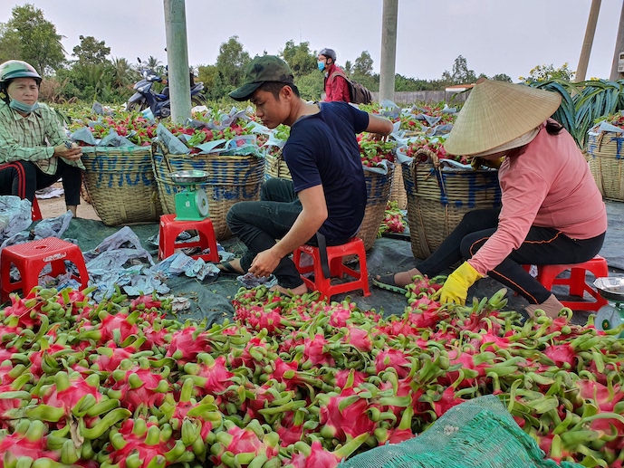 Thanh long, loại trái được xuất khẩu chính ngạch sang Trung Quốc đang dẫn đầu kim ngạch xuất khẩu của ngành cây ăn trái Việt Nam. Ảnh: Trung Chánh