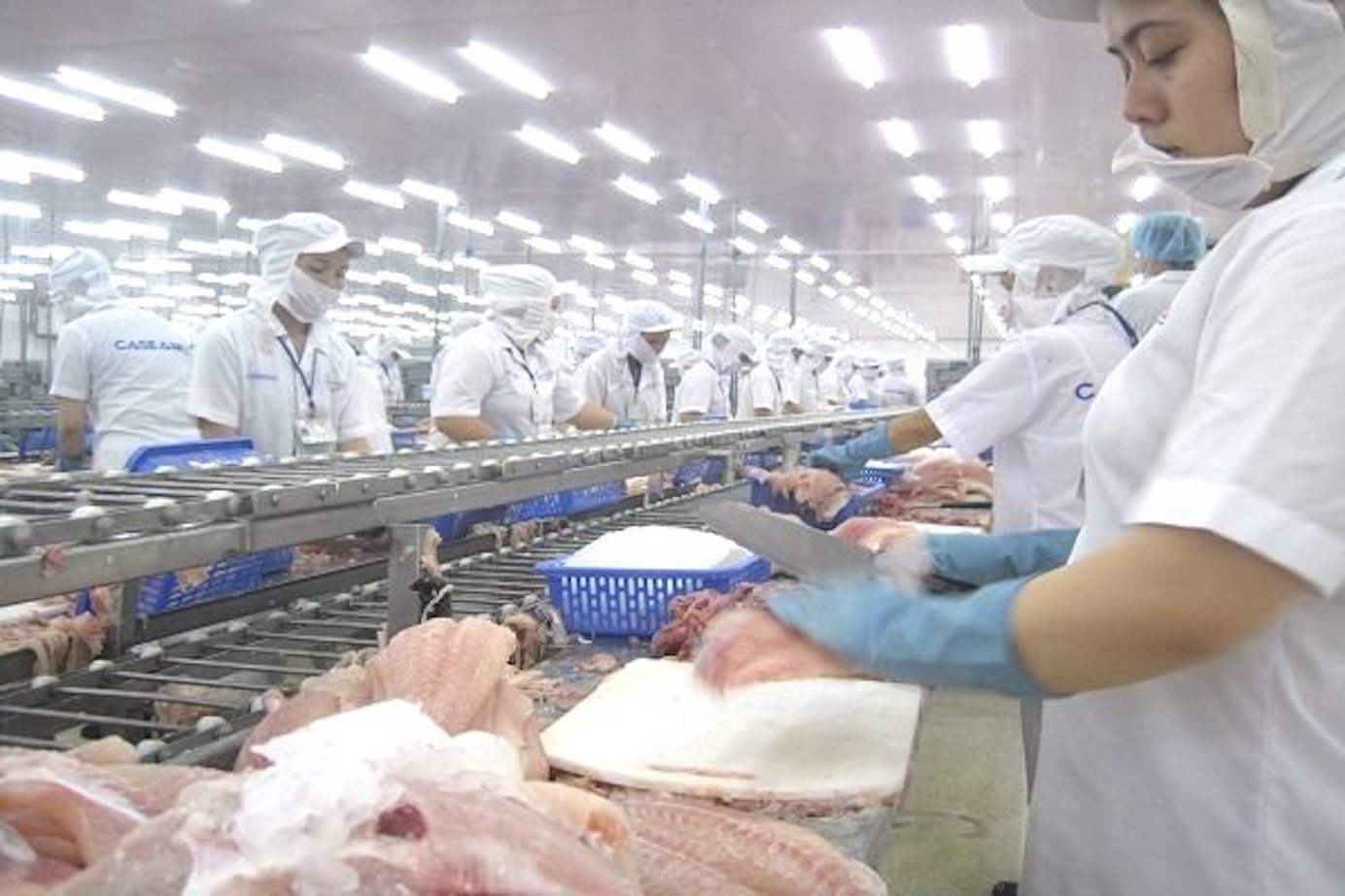 Chế biến thủy sản xuất khẩu tại một doanh nghiệp ở Đồng bằng sông Cửu Long. Ảnh: Trung Chánh