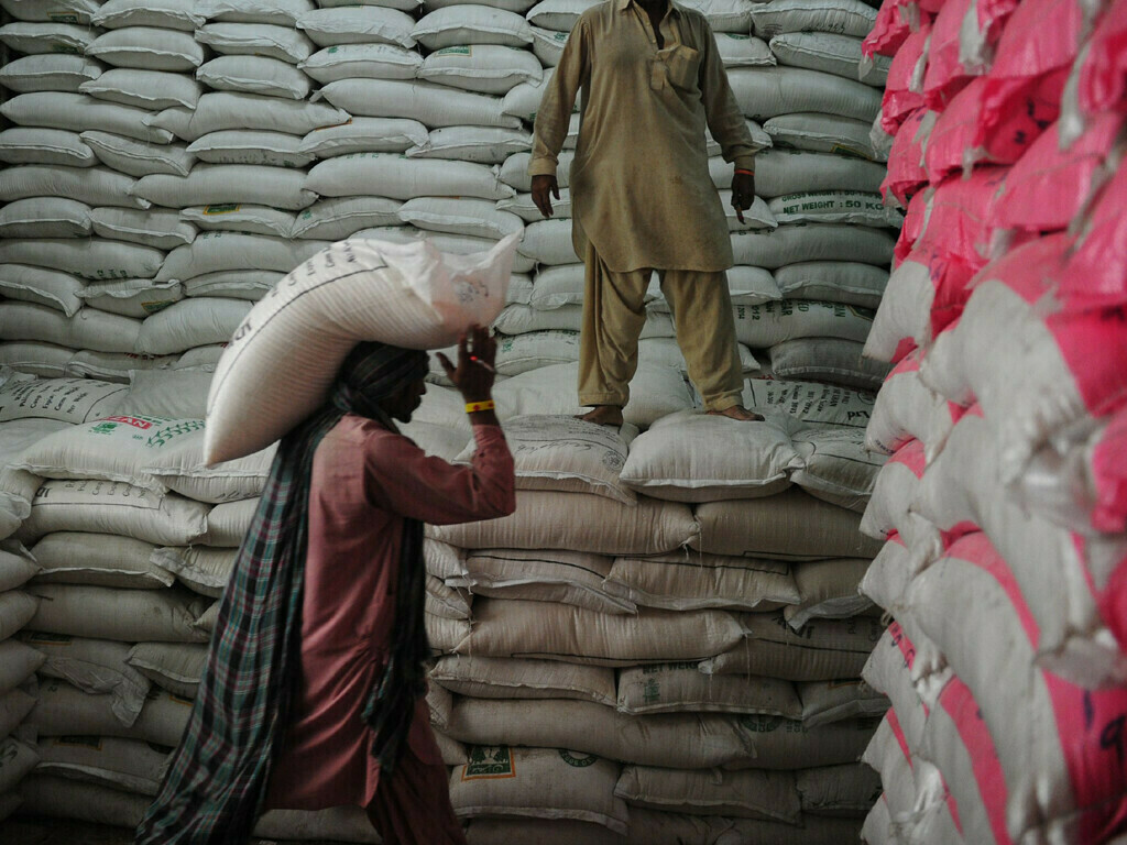 Xuất khẩu gạo của Ấn Độ dự kiến sẽ giảm khoảng 25% trong năm nay do các hạn chế xuất khẩu. Ảnh: Business Recorder