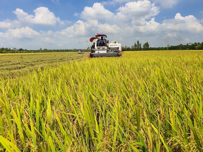 Trung tâm sản xuất, phân phối lúa gạo sẽ giúp nâng cao thu nhập nông dân. Ảnh: Trung Chánh