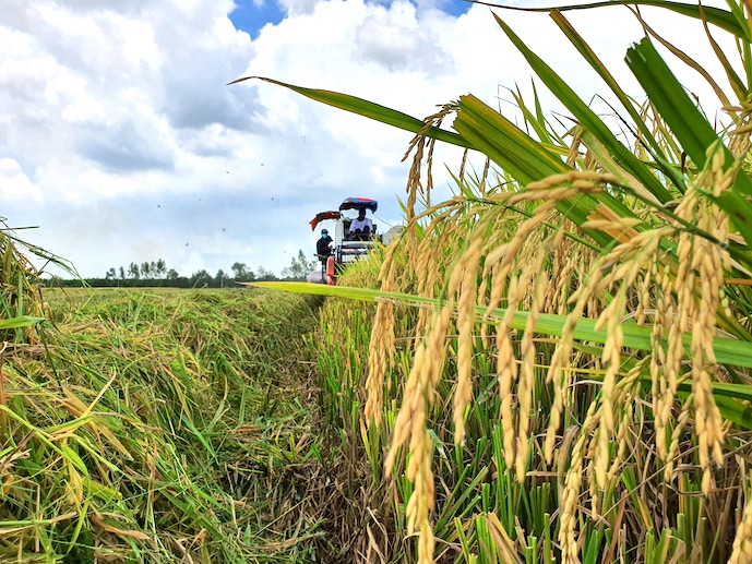 Indonesia thông báo sẽ nhập khẩu 2 triệu tấn gạo dự trữ quốc gia trong năm 2023, đây cũng là cơ hội cho hoạt động xuất khẩu gạo của Việt Nam. Ảnh minh họa: Trung Chánh.
