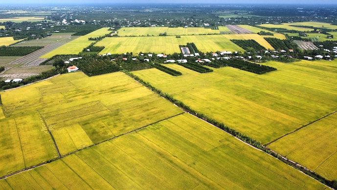 Mục tiêu của dự án hỗ trợ hạ tầng kỹ thuật cho lúa carbon thấp là thúc đẩy sản xuất gạo chất lượng cao tại các tỉnh ở đồng bằng sông Cửu Long. Ảnh: Trung Chánh