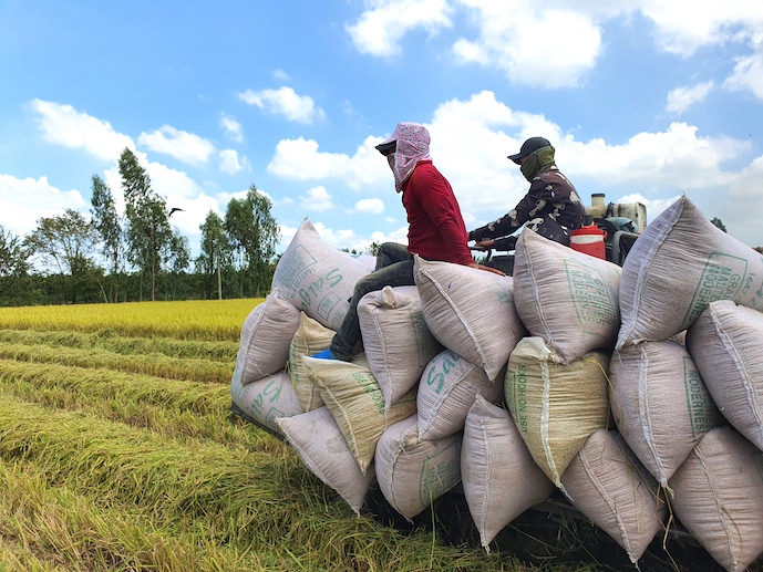 Doanh nghiệp gạo Việt thận trọng sau khi Ấn Độ cấm xuất khẩu, vì sao?