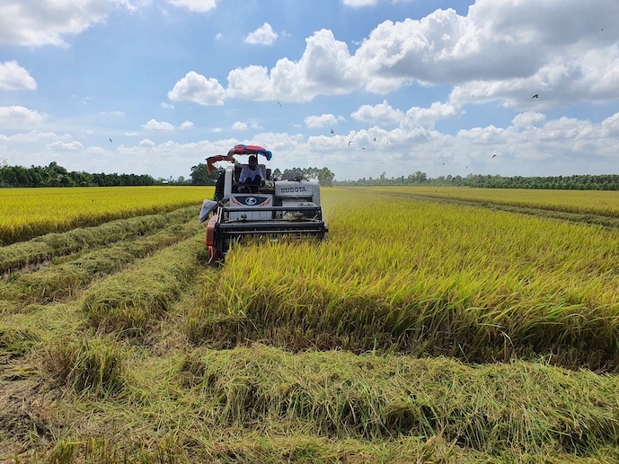 Việt Nam trúng thầu cung cấp khoảng 400.000 tấn gạo 5% tấm cho Indonesia. Trong ảnh là người dân thu hoạch lúa tại ĐBSCL. Ảnh minh họa: Trung Chánh