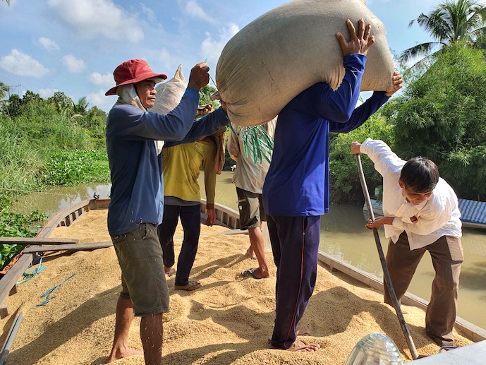 Ấn Độ quay lại đường đua xuất khẩu gạo sẽ ảnh hưởng khá lớn đến các quốc gia xuất khẩu còn lại. Ảnh: Trung Chánh