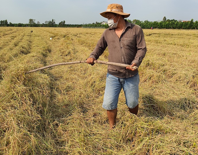 Cần khai thác hiệu quả rơm thay vì đốt bỏ gây ô nhiễm môi trường. Ảnh: Trung Chánh