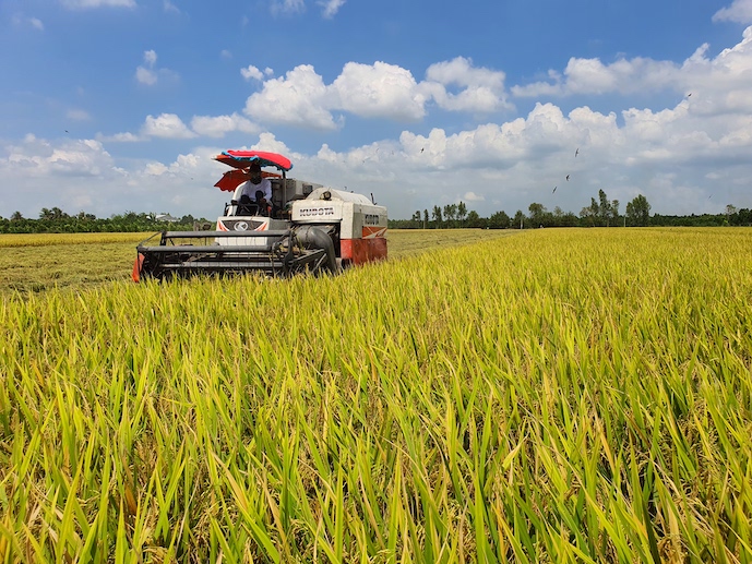 Cần củng cố chuỗi giá trị ngành hàng lúa gạo để phát triển bền vững. Ảnh: Trung Chánh