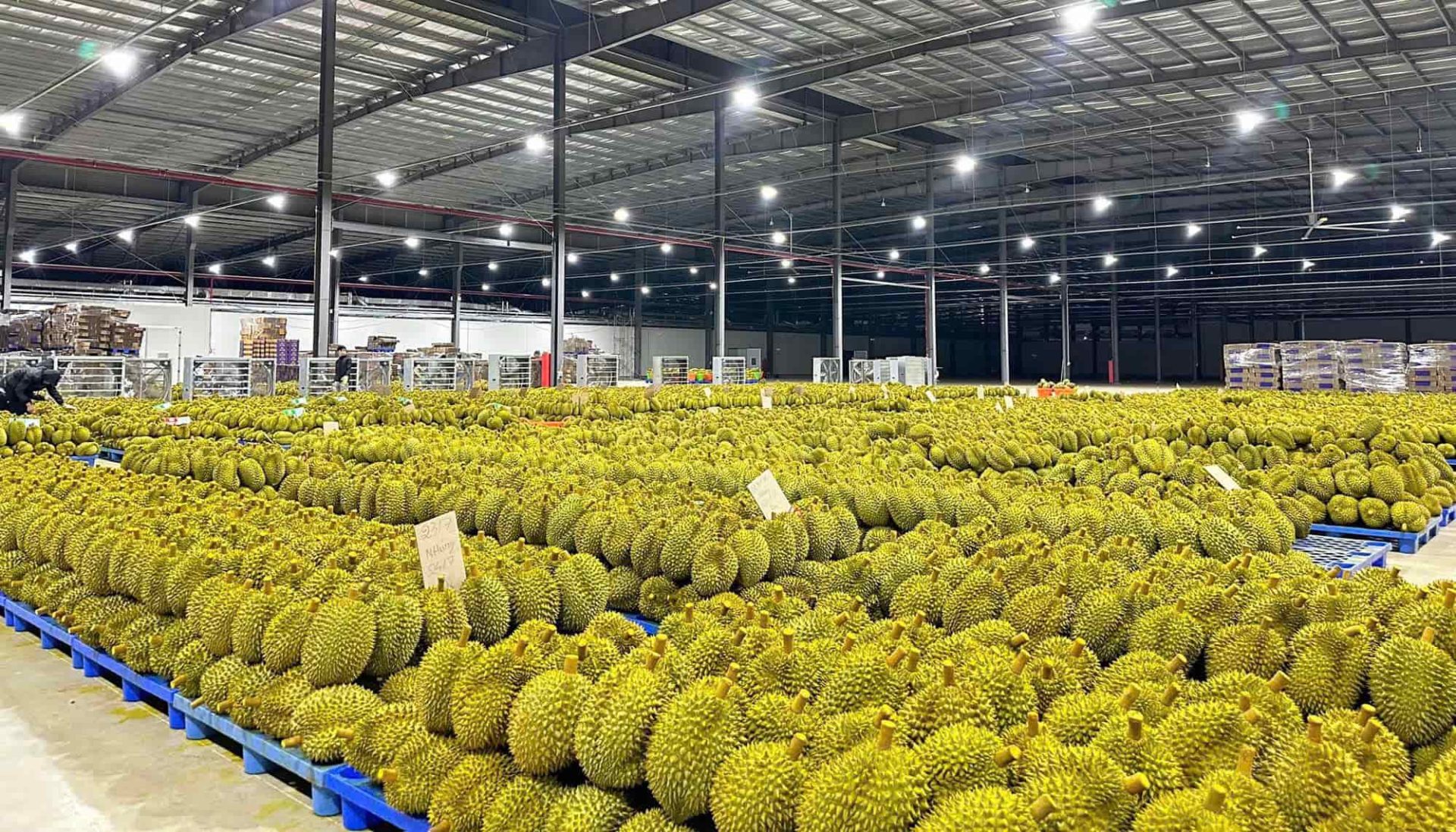 Sầu riêng Việt Nam Sầu riêng Việt Nam